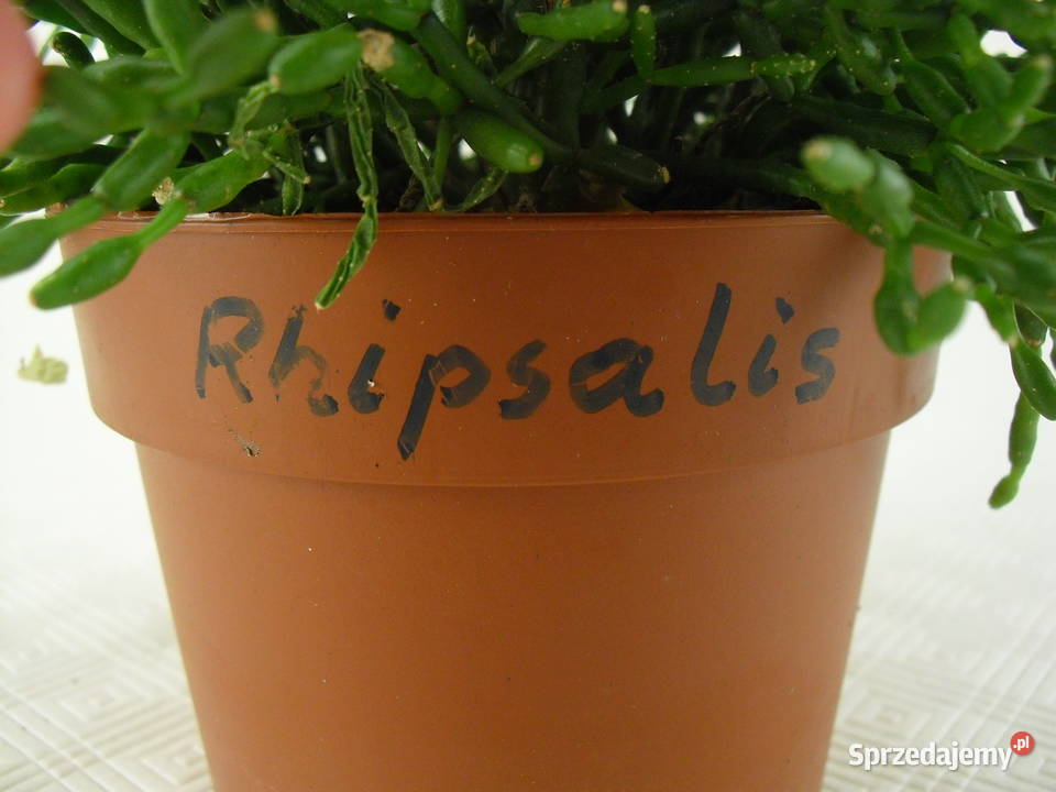 Kwiaty RHIPSALIS PAŁECZNIKI dolnośląskie Bielawa sprzedam