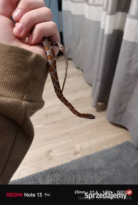Sprzedam węża zbożowego Blachownia