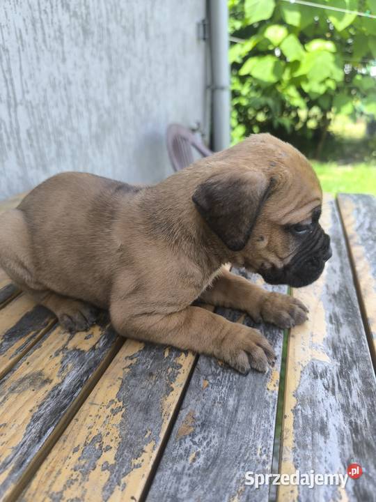 Cane Corso szczeniaki Cane Corso podkarpackie Cieszanów
