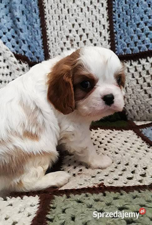 Chłopczyk cavalier k ch spaniel z przewagą Cavalier King Charles Spaniel