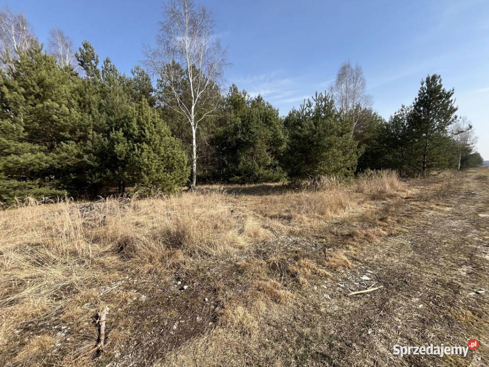 Działka z WZ w Wólce Gonciarskiej gm Kazanów Sprzedaż Wólka Gonciarska