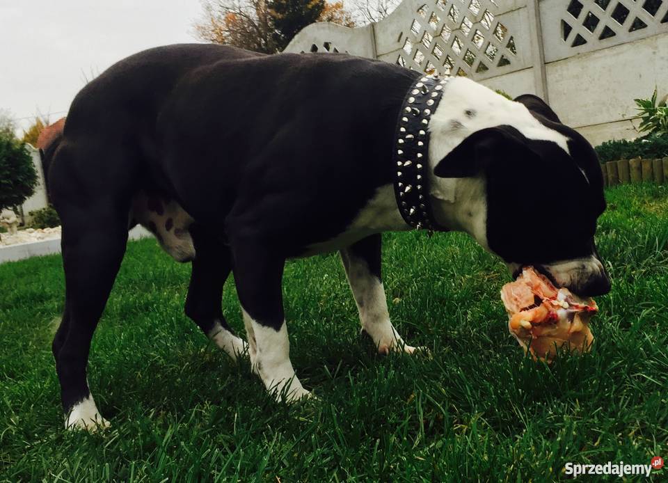 Oddam parę Amstaffów Amstaff Wrocław sprzedam