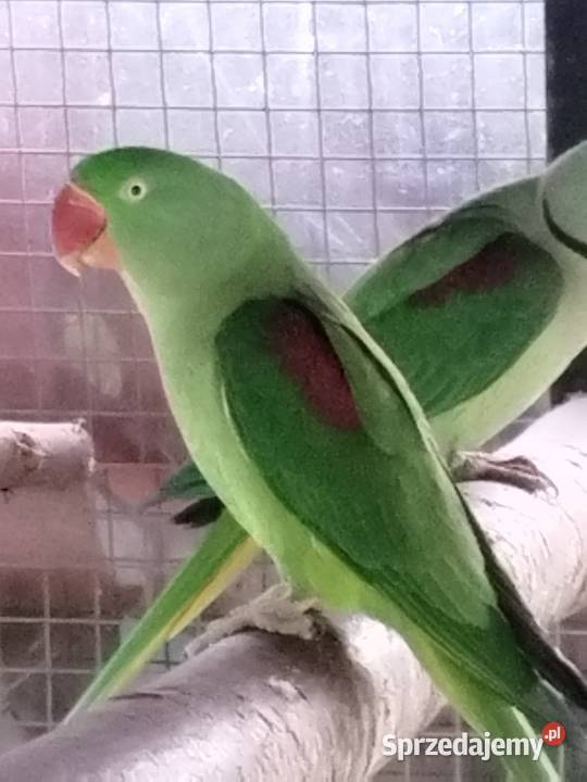 Aleksandretty Wielkie 2 pary legowe Olkusz