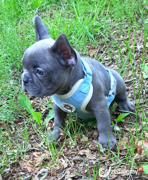 Buldog francuski piesek Buldog Buldog