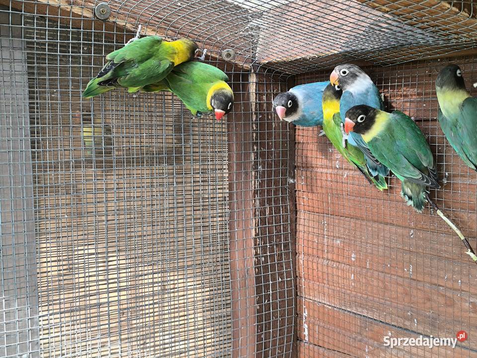 Nierozłączki czarnogłowe Mlode z 2026 Pszów