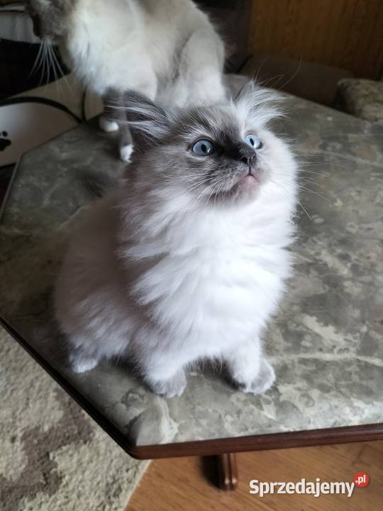Kocurek Ragdoll FPL kujawsko-pomorskie Bydgoszcz sprzedam