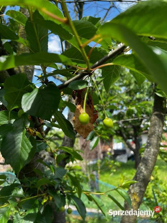 Działka ROD Gorzów Wlkp Śląska ROD Jedwab woda Gorzów Wielkopolski