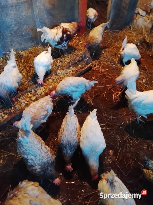 Sprzedam kury nioski Lubiszyn