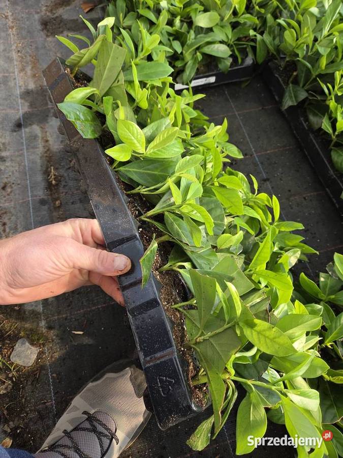 Laurowiśnia Multiplat 104 NOVITA producent Warszawa