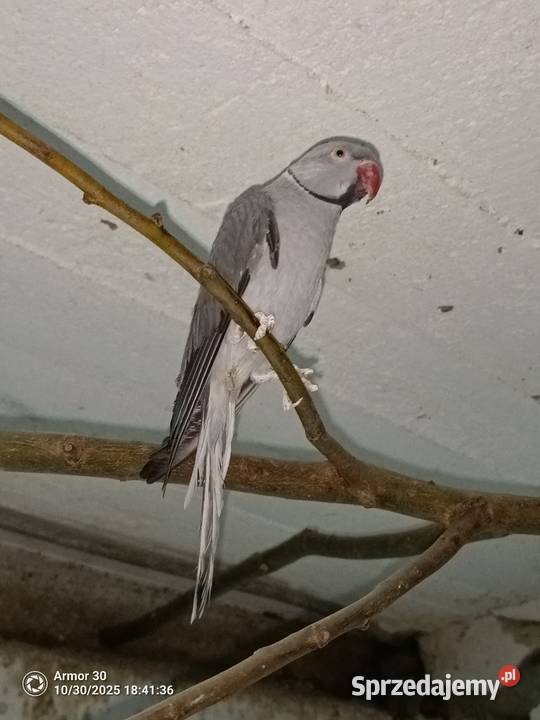 Aleksandretta Ptaki sprzedam