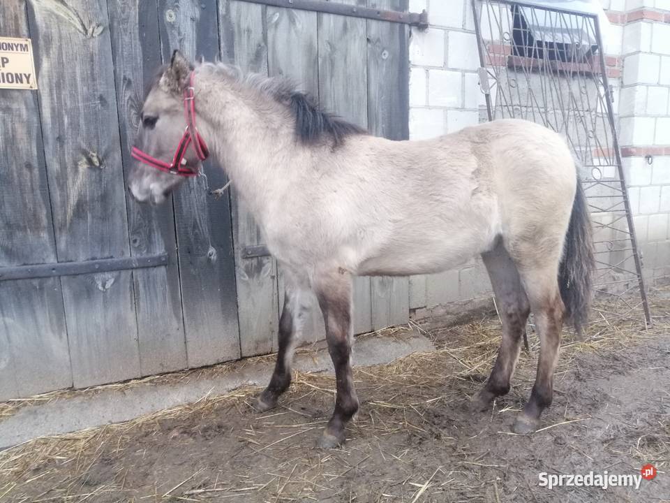 Konik Polski kuc kucyk