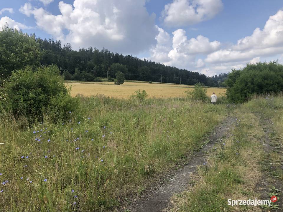 Działka Dzikowiec Góry Sowie Srebrna Góra Nowa Nowa Ruda