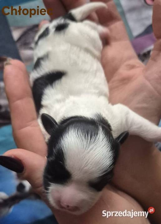 Do Rezerwacji Szczenięta Morkie Konin