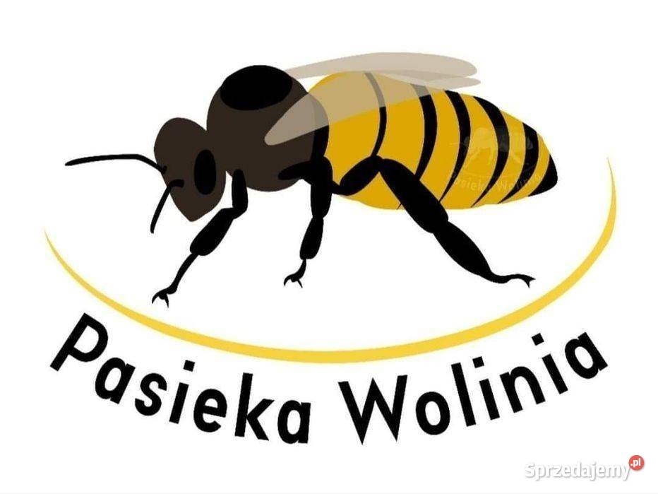 51 Buckfast Anatolica matki pszczele Pasieka Wolinia