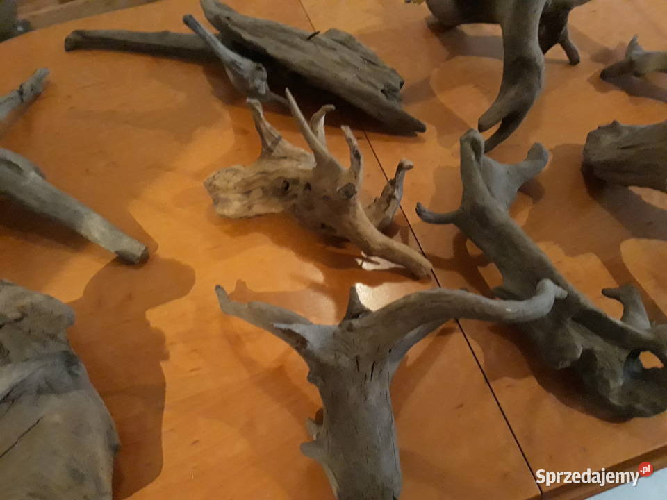 Korzenie terrarium Katowice