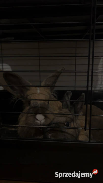 2 zakochane króliki wykastrowane zaprzyjaźnione Warszawa sprzedam