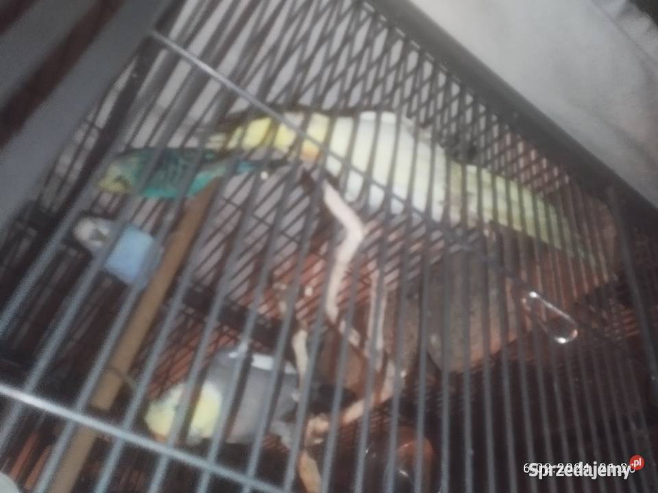 Papugi nimfy para lęgowa wysyłka Szubin