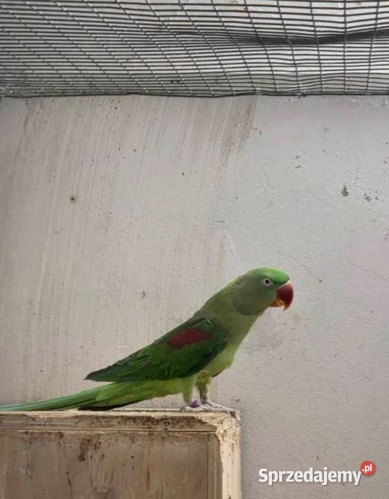 Aleksandretta wielka Częstochowa