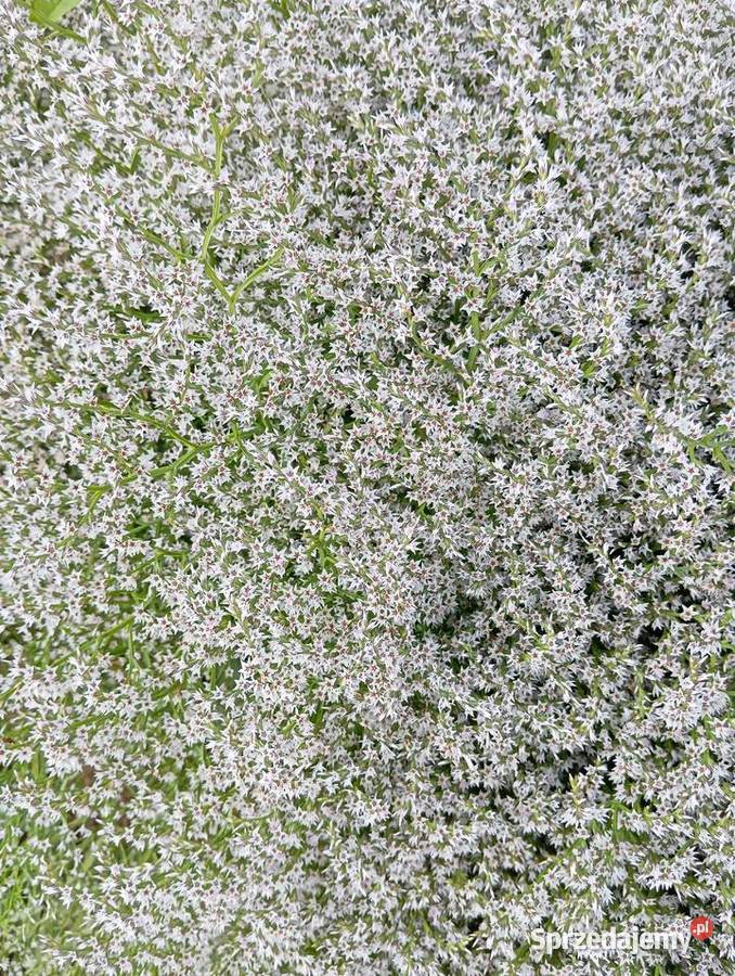 Zatrwian tatarski 2025 Produkcja roślinna Krasnystaw