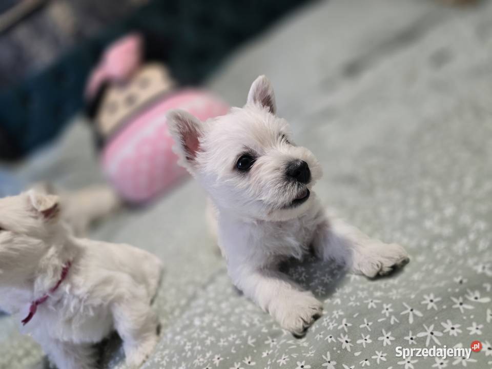 West Highland White Terrier szczeniaki zachodniopomorskie sprzedam