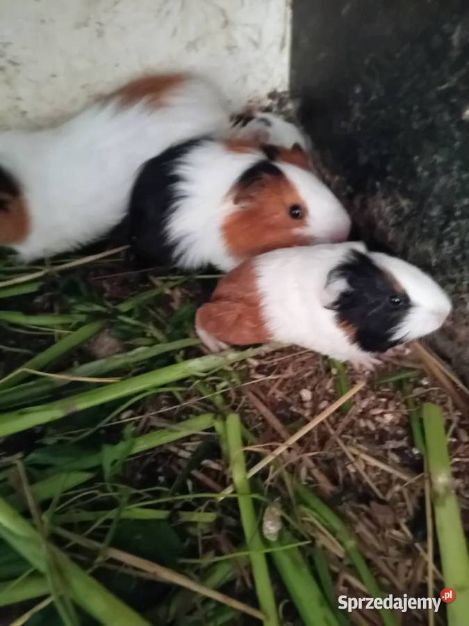 Swinki morskie Gryzonie Wawrzeńczyce