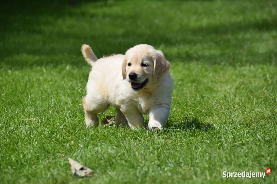 Golden Retriever Zkwp fci Łochów