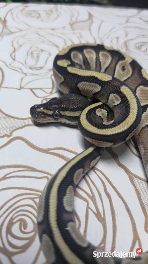 Wąż pyton królewski python regius samica Wrocław