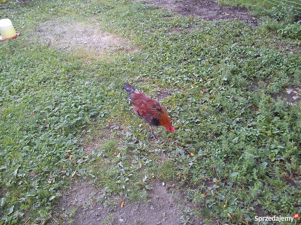 Koguty zielononóżki Zgłobień sprzedam