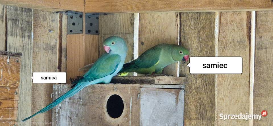 Aleksandretty Obrożne para Motycz sprzedam