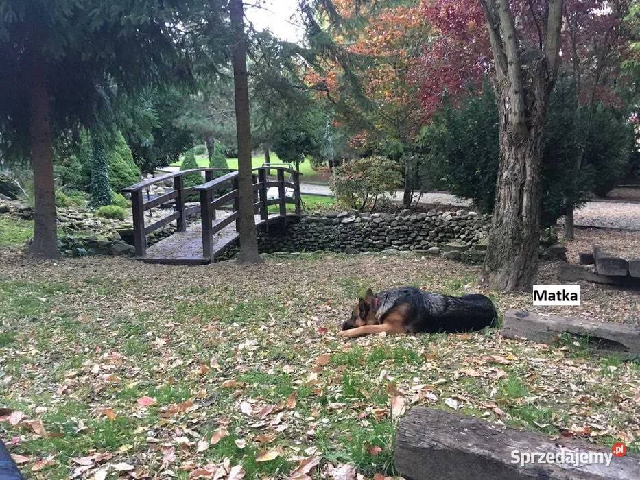 Domowe Owczarki Niemieckie z Rodowodem podkarpackie Tarnowiec