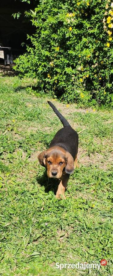 SZCZENIETA OGARA POLSKIEGO ZWYCIESCY SWIATA RAS