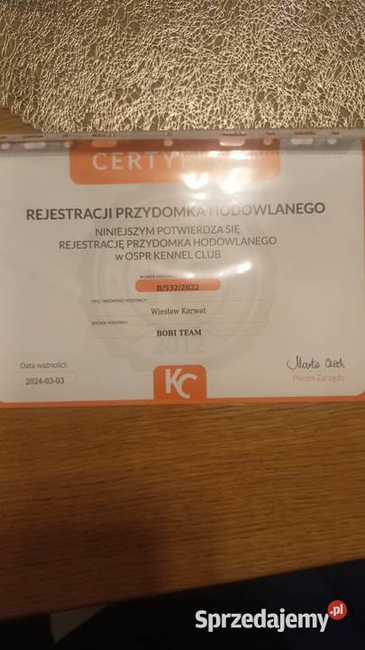 Szczeniak Golden Retriever mazowieckie Stara Wieś