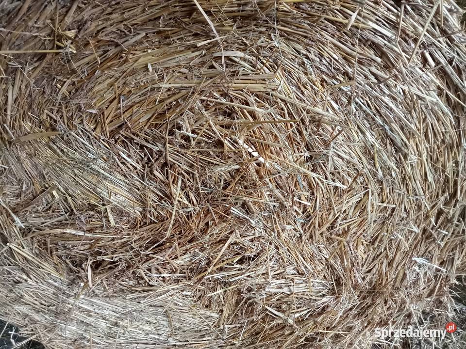 słoma owsiana Trąbczyn Dworski