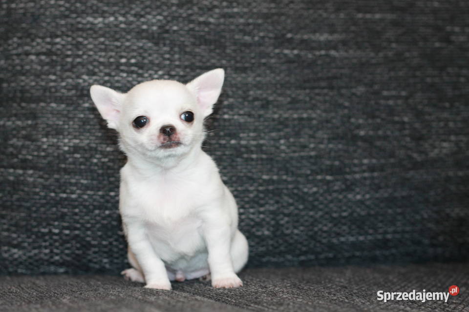 XS chihuahua chłopiec ZKwP FCI Świnoujście