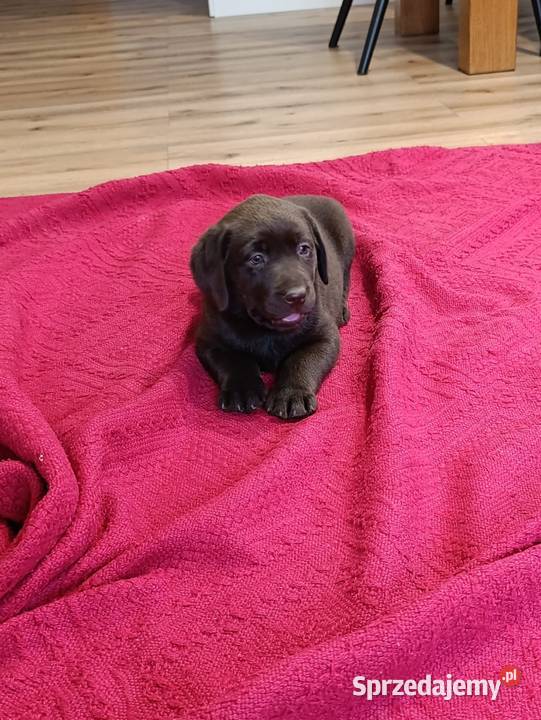 Pieski czarne biszkoptowe Labradory Retriever małopolskie