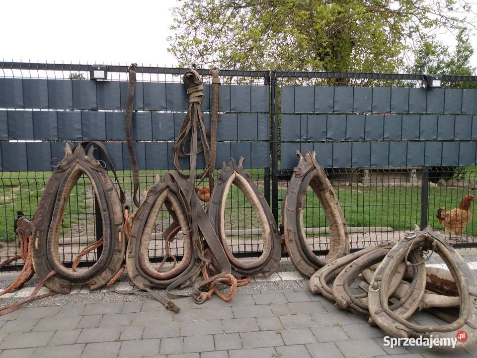 Homonto homonta końskie sprzedam