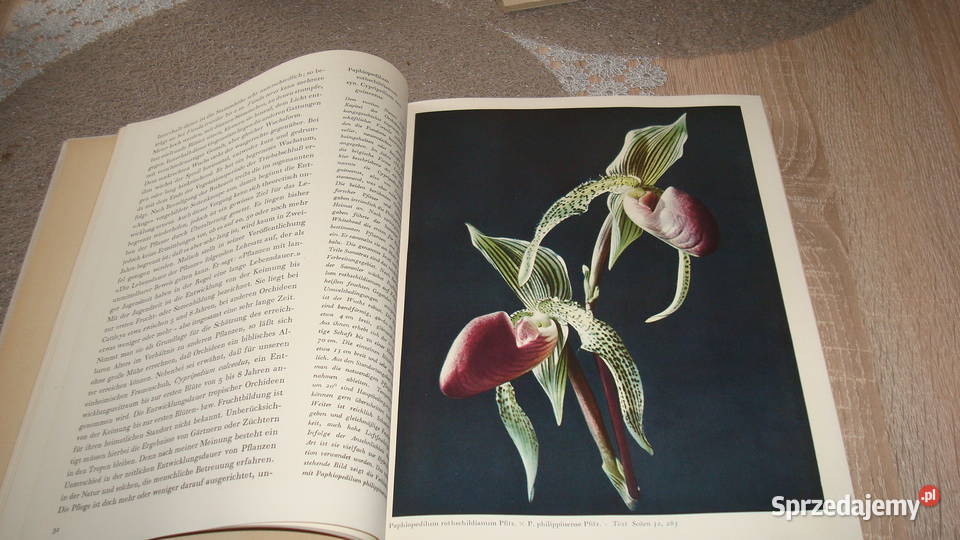 Orchideen Walter Richter kujawsko-pomorskie Kruszwica