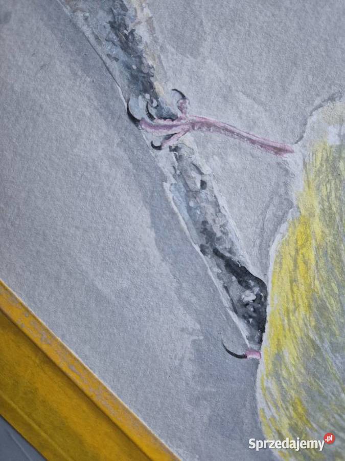 Dzwoniec ptak polski w akwareli artysty na Brzesko