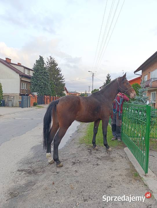 Sprzedam klacz 25 roku Konie Sieradz