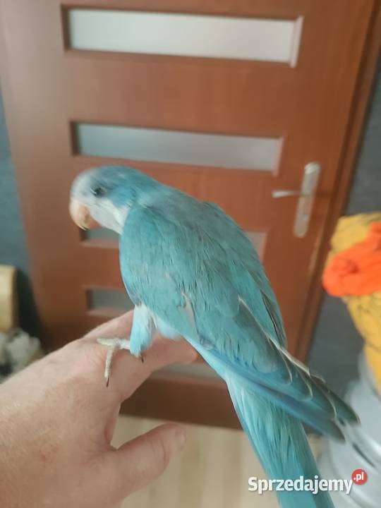 Mnicha Nizinna Ręcznie Karmiona śląskie Radlin