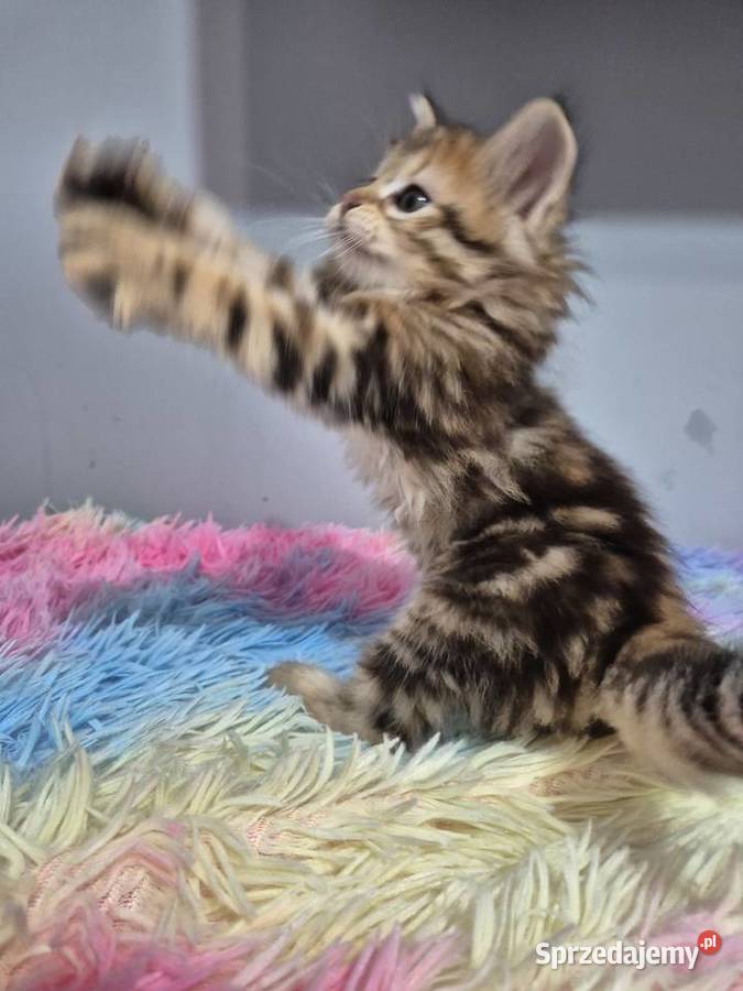 Syberyjska kotka OLIWKA rodowód FIFE FPL śląskie Stary Broniszew