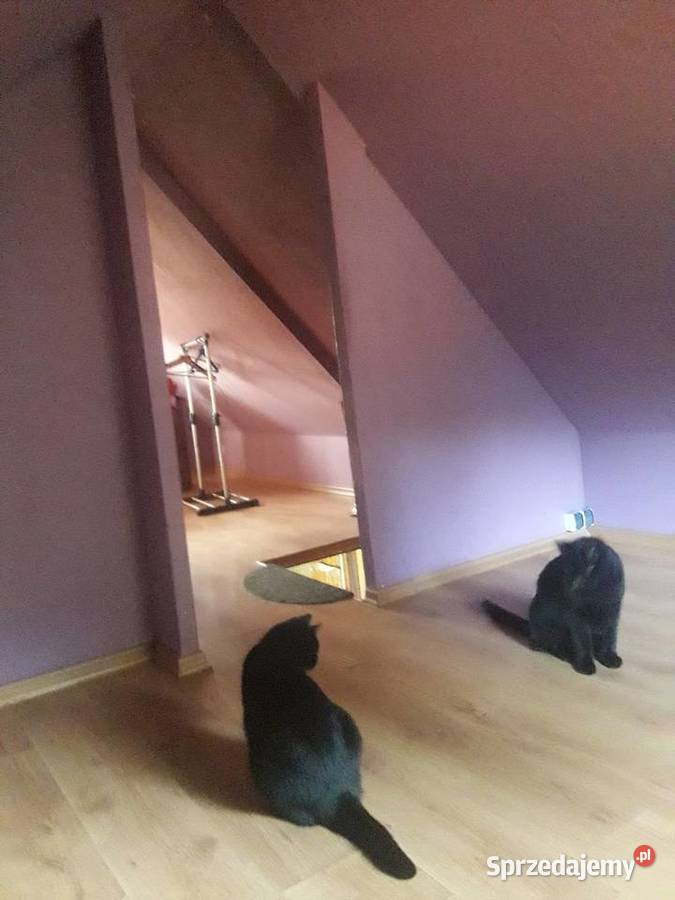 Sprzedam domek letniskowy Sprzedaż mazowieckie Marki