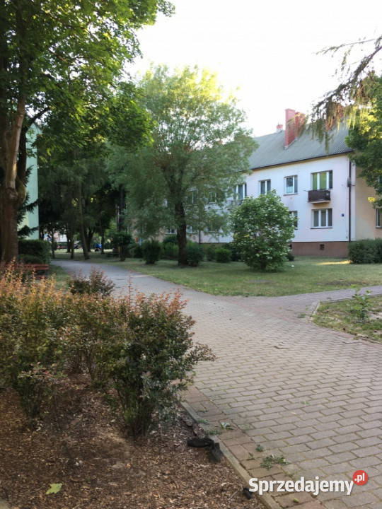 Mieszkanie w zieleni w centrum Liczba pokoi 3 Milanówek