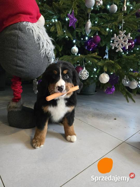 Berneńczyk czyli Berneński Pies Pasterski sprzedam