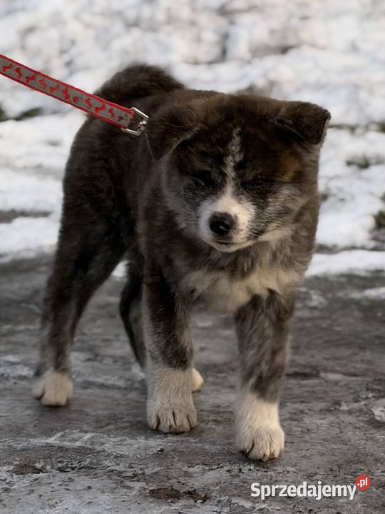 AKITA INU JAPOŃSKA ZKwP/FCI szczeniak suczka pręgowana RED BRINDLE/ BRINDLE