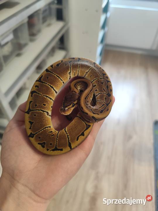 Pytony Królewskie tegoroczne Gady i płazy mazowieckie