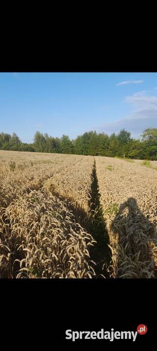 Pszenica kwalifikacie banatus owies Wara sprzedam