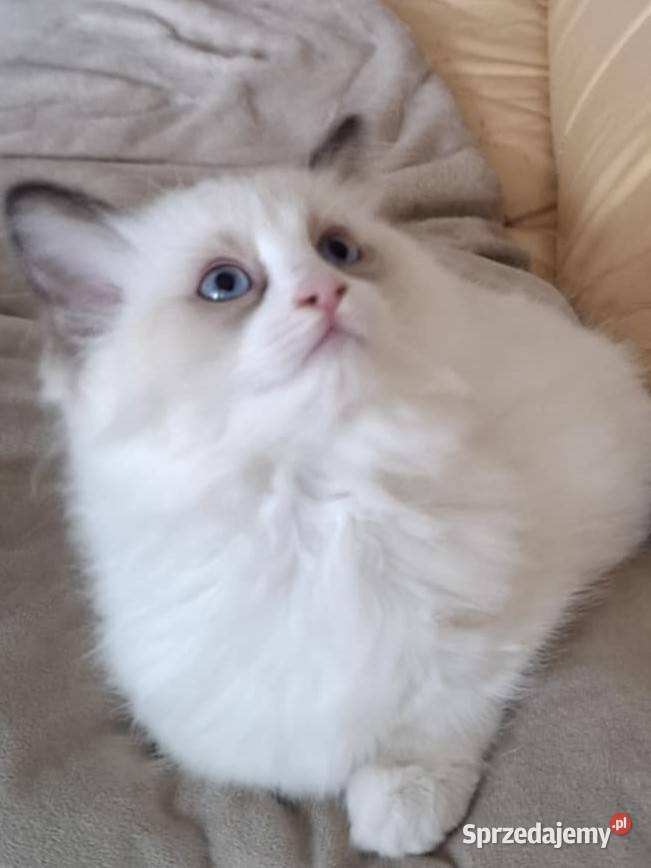 Koteczka Ragdoll FiFeFPL świętokrzyskie Stopnica