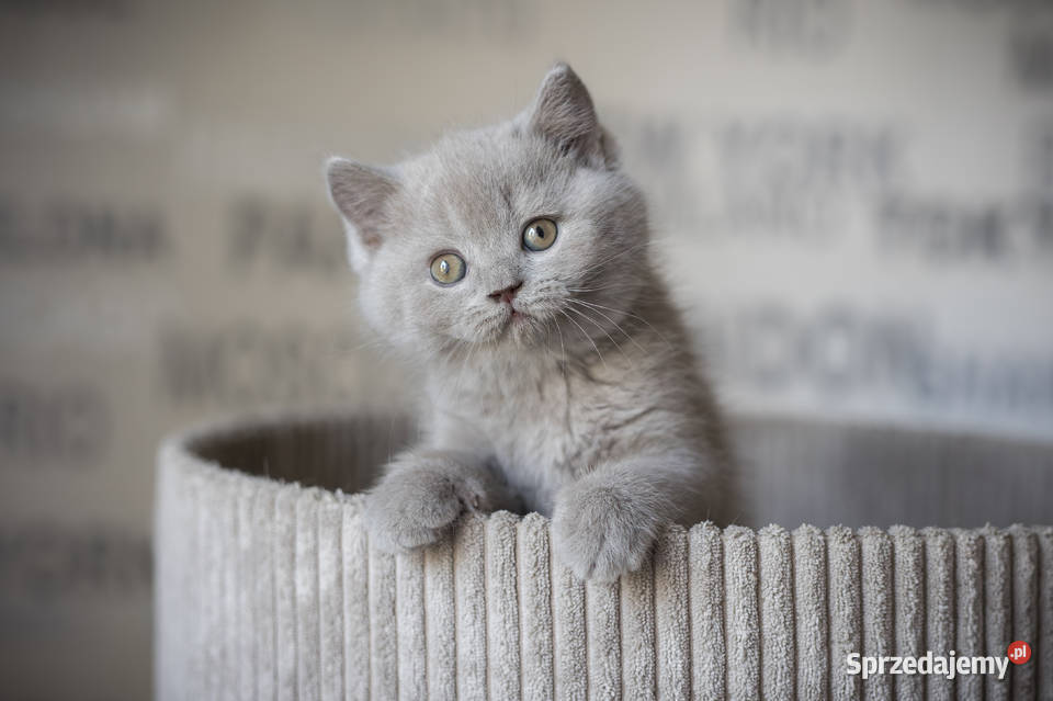 Brytyjski Kocur Krótkowłosy Liliowy Tęczowy Agat Brytyjski Kaźmierz