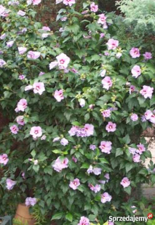 Hibiskus Bialy Sprzedajemy Pl